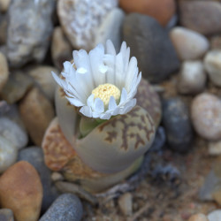 Lithops julii de Averater, CC BY 4.0, via Wikimedia Commons