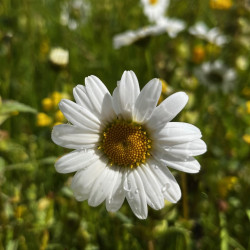 Leucanthemum ircutianum par Semences du Puy