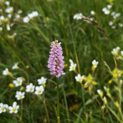 Bistorta officinalis par Semences du Puy