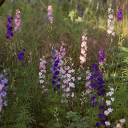 Delphinium ajacis de Ion Chibzii from Chisinau, Republic of Moldova, CC BY-SA 2.0, via Wikimedia Commons