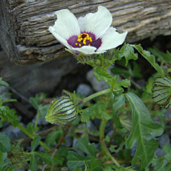 Hibiscus trionum de Cbaile19, CC0, via Wikimedia Commons