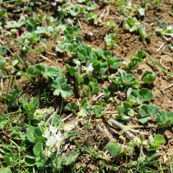 Trifolium subterraneum par Stefan.lefnaer Wikimedia