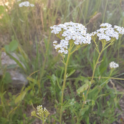 Achillea millefolium Semences du Puy