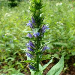 Lobelia siphilitica par Krzysztof Ziarnek, Kenraiz Wikimedia