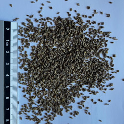 Graines de Petroselinum crispum par Semences du Puy