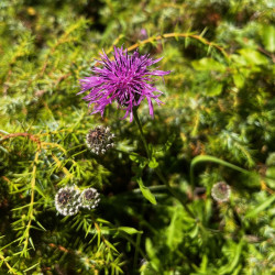 Centaurea scabiosa par Semences du Puy