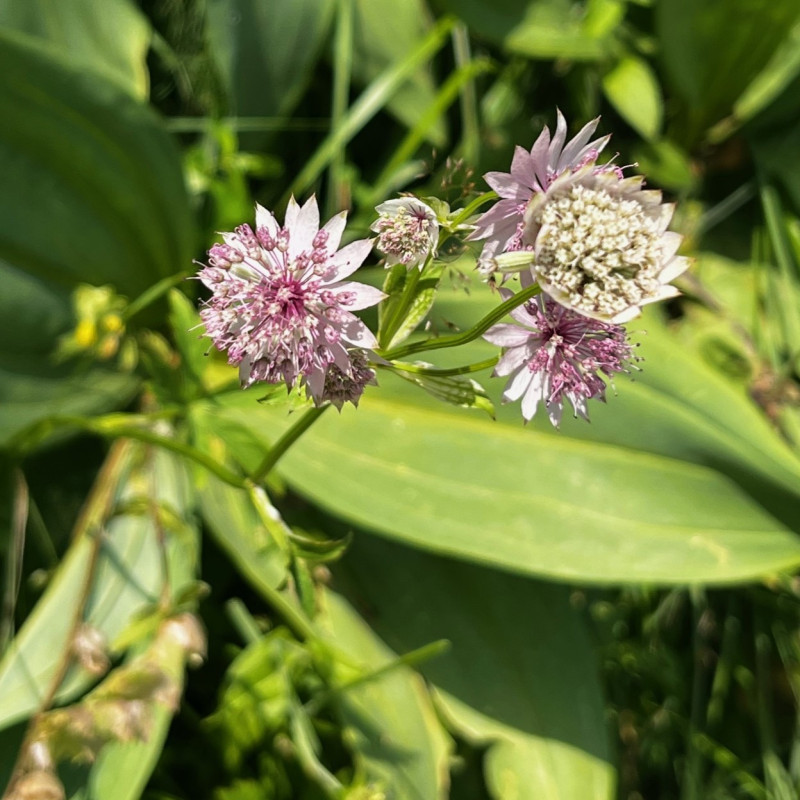 Astrantia major par Semences du Puy