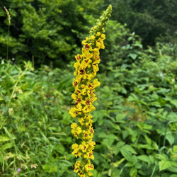 Verbascum nigrum par Semences du Puy