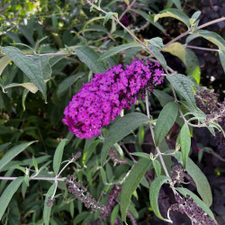 Buddleia davidii Semences du Puy