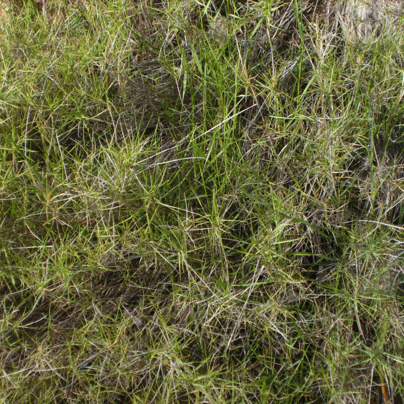 Brachypodium retusum par Victor M. Vicente Selvas Wikimedia