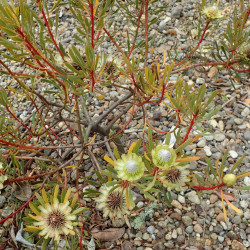 Protea scolymocephala de Krzysztof Ziarnek, Kenraiz, CC BY-SA 4.0, via Wikimedia Commons