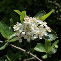 Aronia melanocarpa de Krzysztof Ziarnek, Kenraiz, CC BY-SA 4.0, via Wikimedia Commons