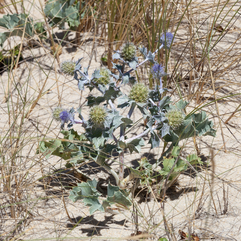 Eryngium maritimum par Luis Miguel Bugallo Sánchez (Lmbuga) Wikimedia