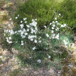 Dianthus arenarius par Anders Lagerås Wikimedia