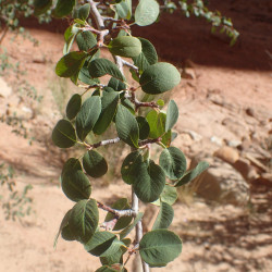 Amelanchier utahensis de Kenraiz, CC BY-SA 4.0, via Wikimedia Commons