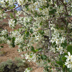 Amelanchier utahensis de Matt Lavin from Bozeman, Montana, USA, CC BY-SA 2.0, via Wikimedia Commons