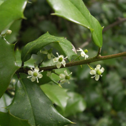 Ilex opaca de Cbaile19, CC0, via Wikimedia Commons