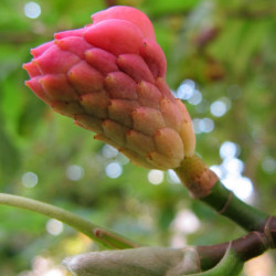 Magnolia acuminata de Huhulenik, CC BY 3.0 via Wikimedia Commons