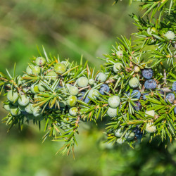 Juniperus communis par Krzysztof Golik sur Wikimedia commons