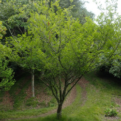 Zanthoxylum piperitum de Krzysztof Ziarnek, Kenraiz, CC BY-SA 4.0, via Wikimedia Commons