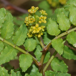 Zanthoxylum piperitum male de Alpsdake, CC BY-SA 4.0, via Wikimedia Commons