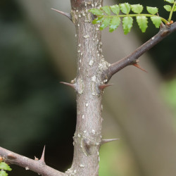 Zanthoxylum piperitum de Alpsdake, CC BY-SA 4.0, via Wikimedia Commons