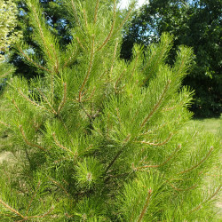 Pinus tabuliformis de Krzysztof Ziarnek, Kenraiz, CC BY-SA 4.0, via Wikimedia Commons