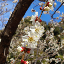 Prunus domestica par Syced Wikimedia