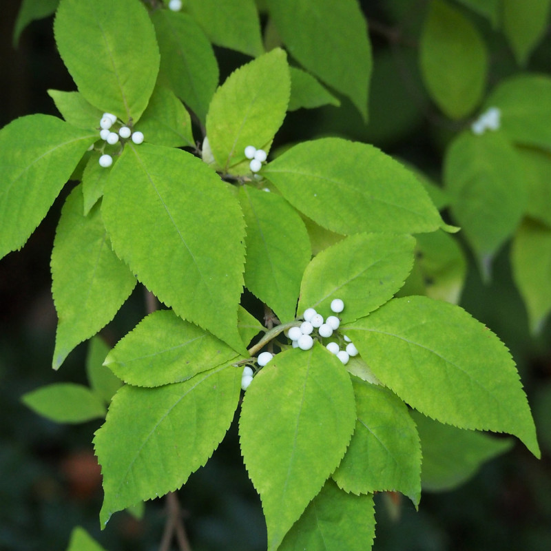 Callicarpa japonica Leucocarpa de Agnieszka Kwiecień, Nova, CC BY-SA 4.0, via Wikimedia Commons