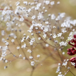 Gypsophila paniculata par Annette Meyer de Pixabay