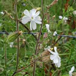 Silene latifolia - Semences du Puy