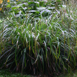 Carex pendula par Sten Porse Wikimedia