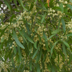 Acacia melanoxylon de John Robert McPherson, CC BY-SA 4.0, via Wikimedia Commons