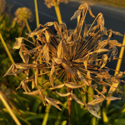 Agapanthus umbellatus par Semences du Puy