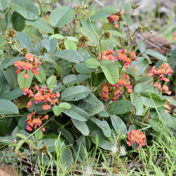 Kennedia coccinea de Jean and Fred Hort, CC BY 2.0 via Flickr