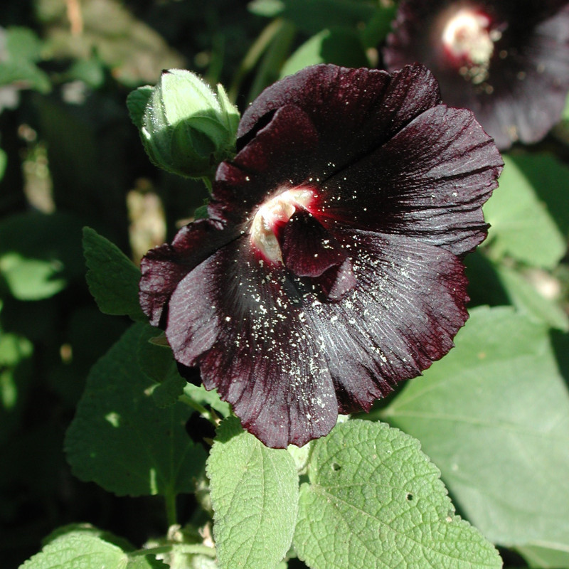 Alcea rosea nigra par Pd4u Wikimedia