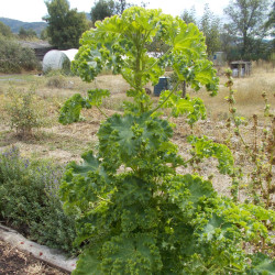 Malva verticillata crispa par Beatrice Labedade