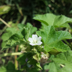 Malva verticillata par Stefan.lefnaer Wikimedia