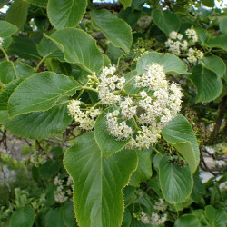 Ehretia dicksonii de Krzysztof Ziarnek, Kenraiz, CC BY-SA 4.0, via Wikimedia Commons