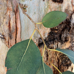 Eucalyptus amplifolia par Geekstreet Wikimedia