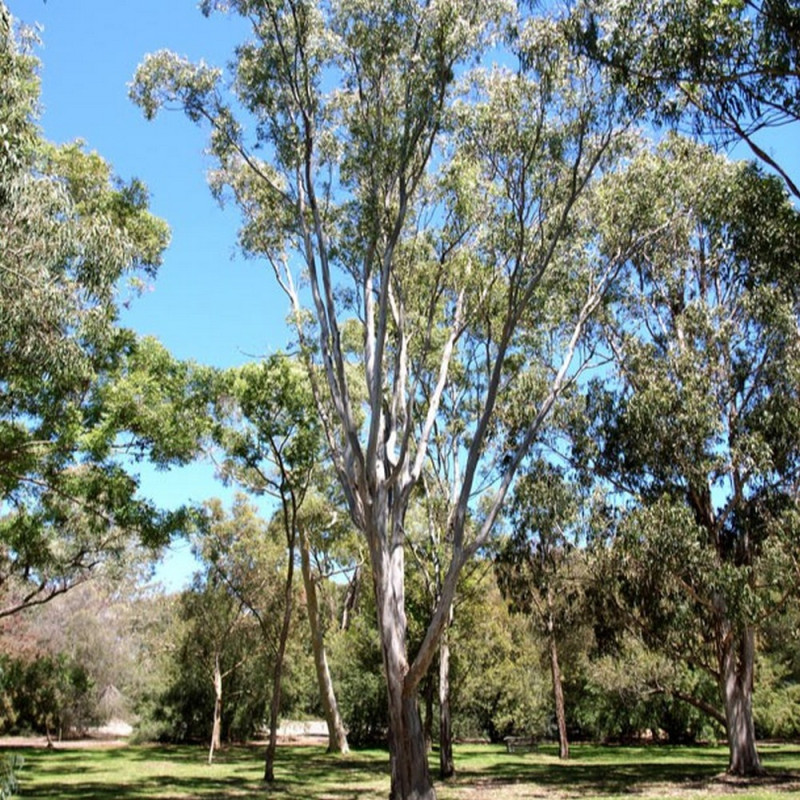 Eucalyptus amplifolia par Murray Fagg Wikimedia