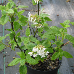 Jamesia americana de Peganum from Small Dole, England, CC BY-SA 2.0, via Wikimedia Commons