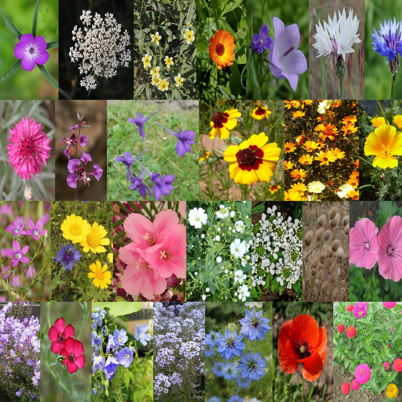 Photos de mélange pour fleurissement légèreté via Wikimedia Commons Photos de mélange pour fleurissement légèreté via Wikimedia Commons