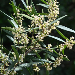 Phillyrea angustifolia de Krzysztof Ziarnek, Kenraiz, CC BY-SA 4.0, via Wikimedia Commons