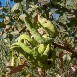 Pistacia terebinthus de Luis Fernández García, CC BY-SA 4.0, via Wikimedia Commons