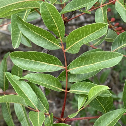 Pistacia terebinthus de Ralf Littger, CC BY-SA 4.0, via Wikimedia Commons