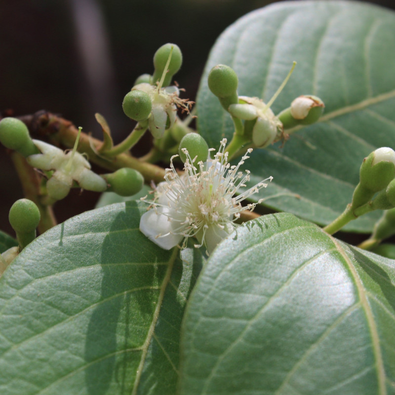 Psidium guineense de Mateusbotanica2020, CC BY-SA 4.0, via Wikimedia Commons
