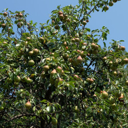 Pyrus communis de Anaxibia, CC BY-SA 4.0, via Wikimedia Commons