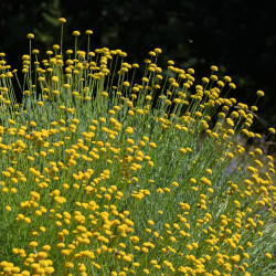 Santolina rosmarinifolia de Krzysztof Ziarnek, Kenraiz, CC BY-SA 4.0, via Wikimedia Commons