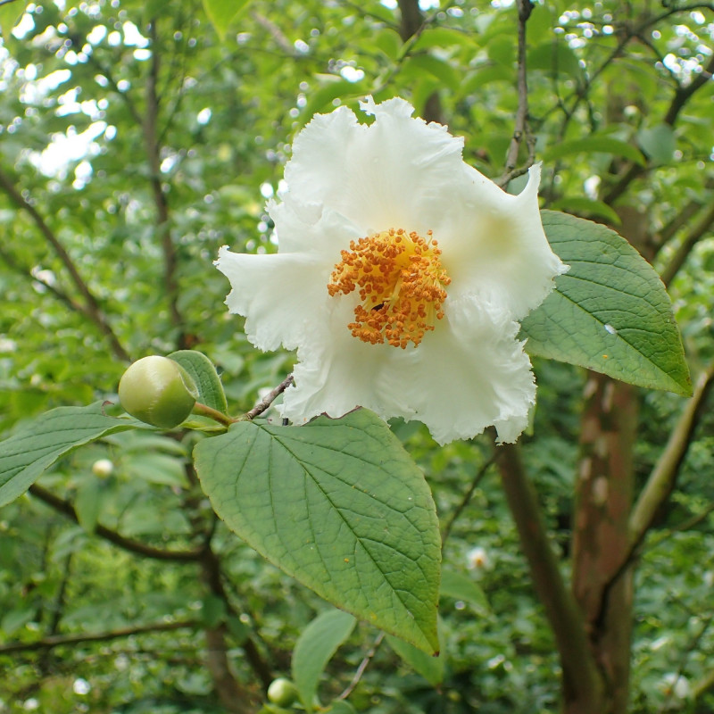 Stewartia pseudocamellia var. koreana de Krzysztof Ziarnek, Kenraiz, CC BY-SA 4.0, via Wikimedia Commons